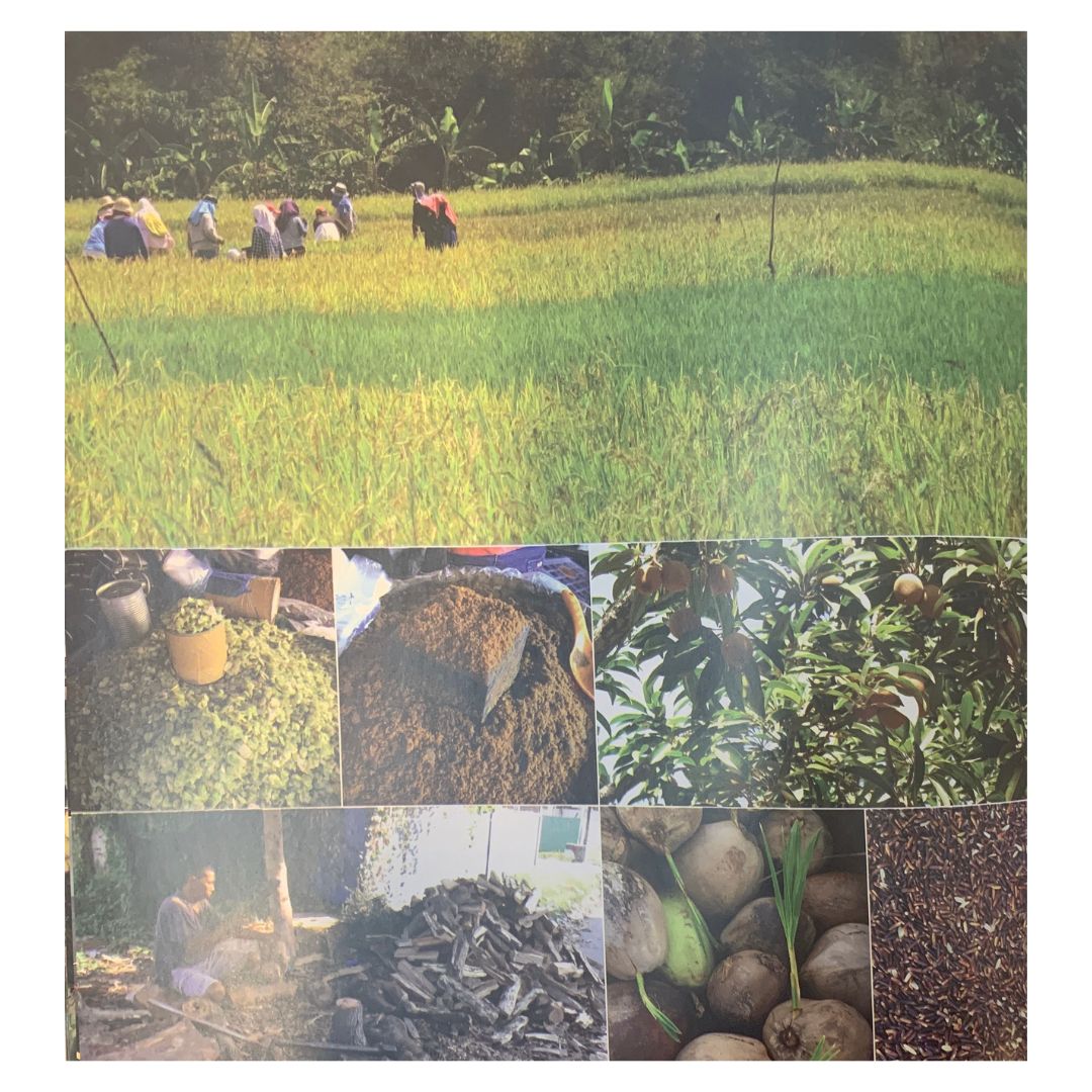 Republic of Taste: The Untold Stories of Cavite Cuisine By Ige Ramos (Picture of People Harvesting Plants)