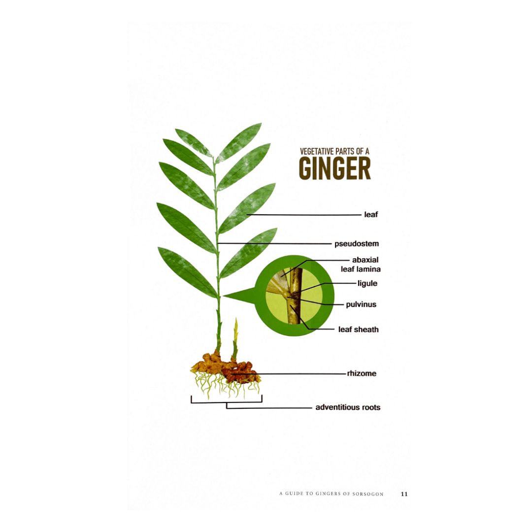 A Guide to Ginger of Sorsogon: R. V. A. Docot (Image of a Plant)