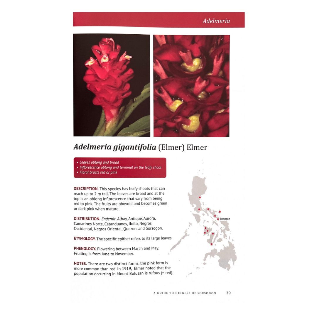 A Guide to Ginger of Sorsogon: R. V. A. Docot (Image of a Plant)