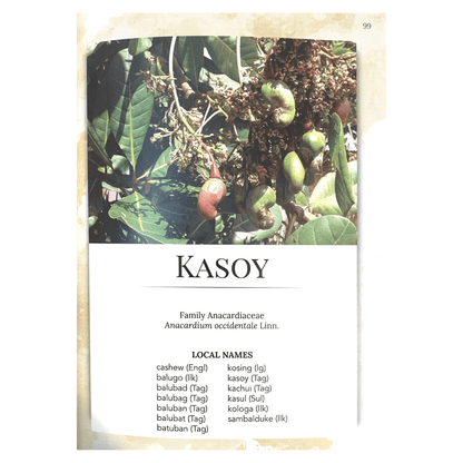 Medicinal Fruits, Vegetables, & Spices (Picture of Kasoy)