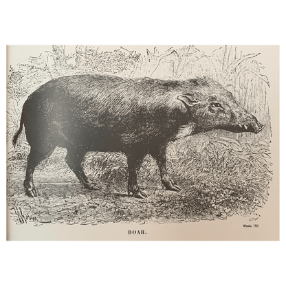 Kinilaw: A Philippine Cuisine of Freshness (Picture of a Boar)